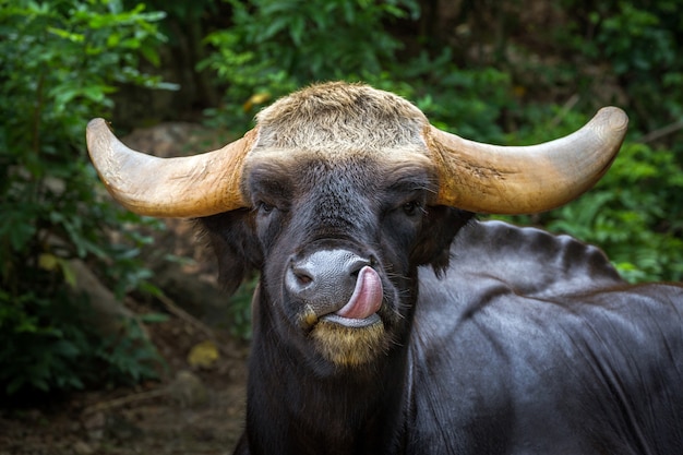 Face of  bos gaurus frontalis in the wild atmosphere.