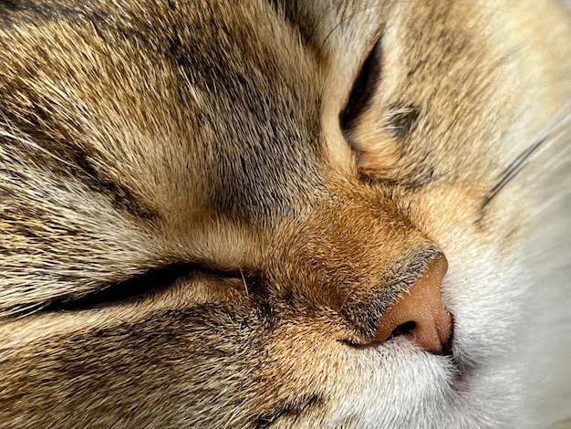 The face of the British shorthair Golden Chinchilla NY25 closeup