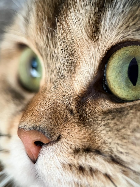 The face of the British shorthair Golden Chinchilla NY25 closeup