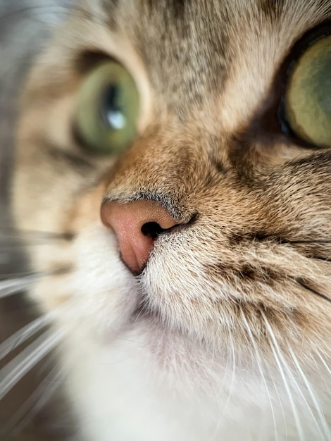 The face of the British shorthair Golden Chinchilla NY25 closeup