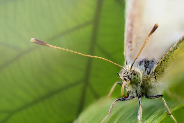 Face of Buckwheat butterfly or lemongrass butterfly closeup in green leaf of grass Super macro photo of insect Concept of macro world