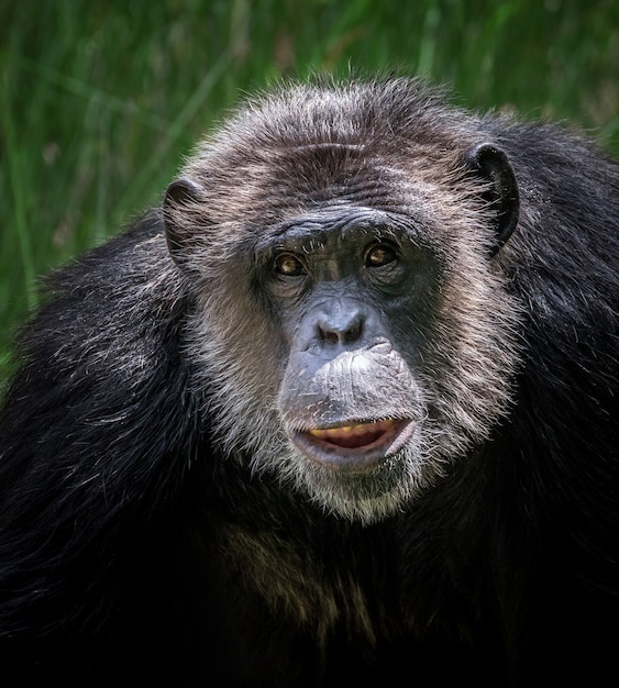 The face of the chimpanzee