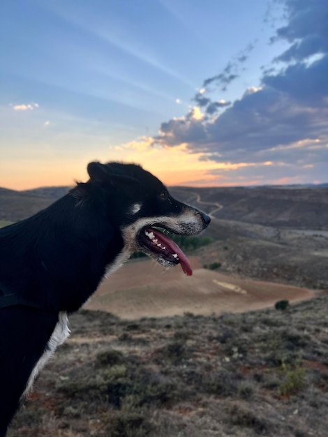 フィールドの夕日にかわいい犬の顔 ピントが合っていないフィールドの背景を持つかわいい黒犬のクローズ アップ