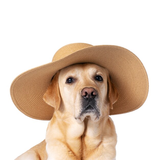 The face of a dog in a straw hat on a white isolated background. Vacation, travel, summer concept.