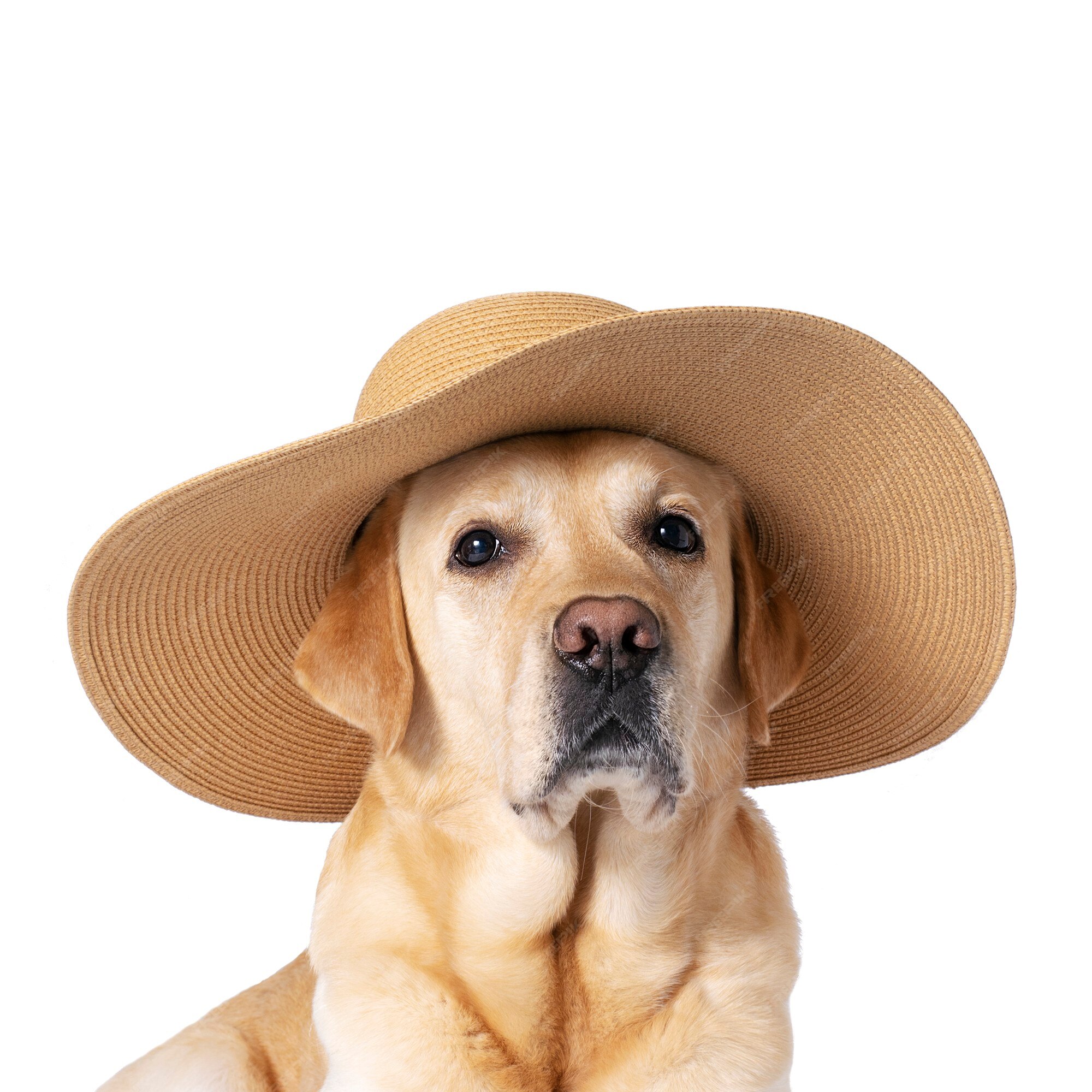 1,100+ Dog With Straw Hat Stock Photos, Pictures & Royalty-Free