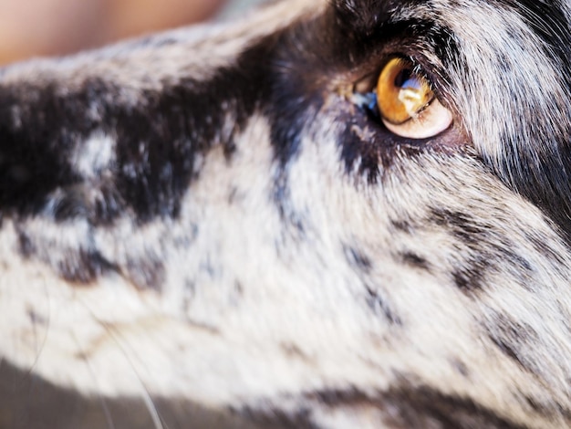 茶色い目を持つ犬の顔のクローズアップ