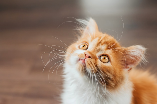 face of a fluffy ginger kitten close-up on a brown background