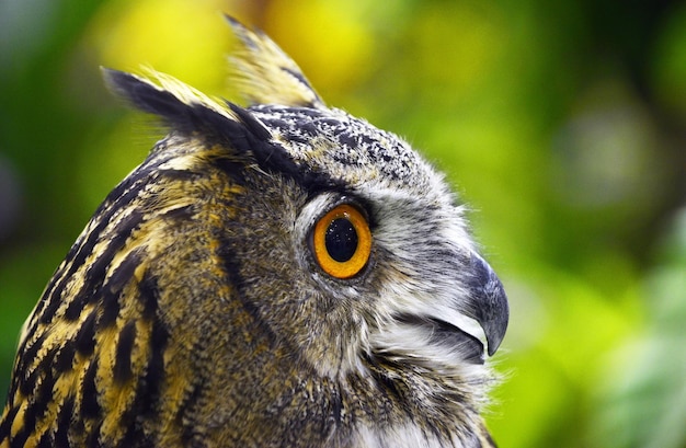 Face of Great Grey Owl