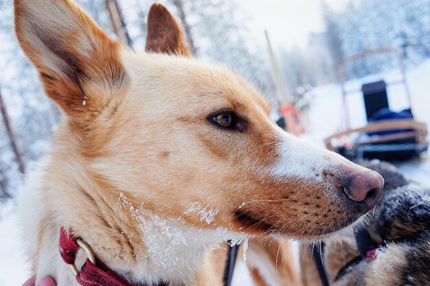 フィンランドの冬のラップランドで少し休憩している間、そりでハスキー犬の顔