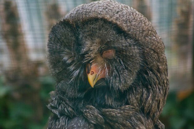 Face of an injured tawny owl in rehabilitation