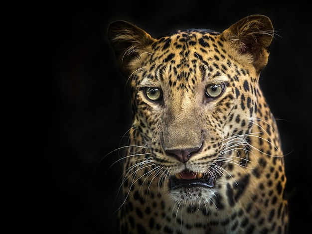 Face of leopard On the black background