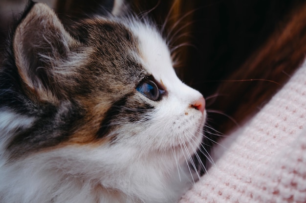 Volto di un gattino in pieno viso