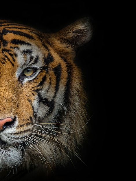 The face of a male tiger on black.