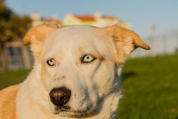 写真 草の上を歩く白い犬の顔