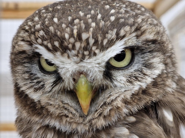 The face of a owl