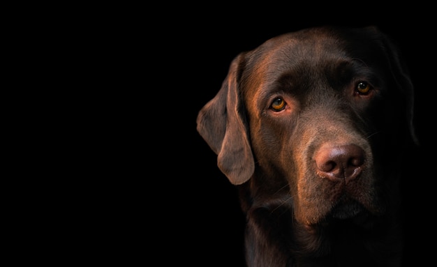 Face portrait of brown chocolate labrador retriever dog isolated on black background. 