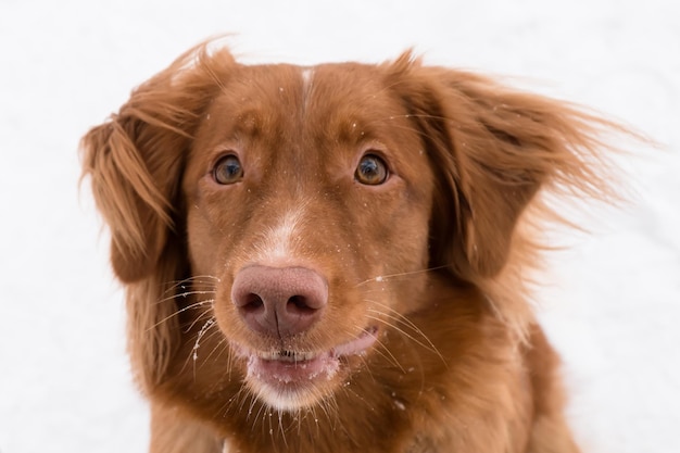 Face portrait of duck tolling retriever isolated