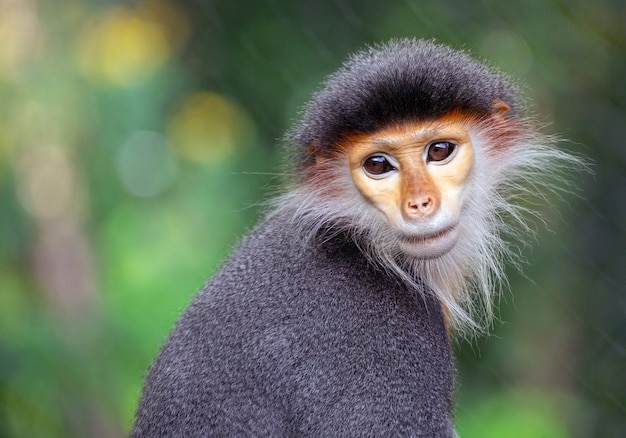  face of the Red-shanked Douc Langur in the natural atmosphere.