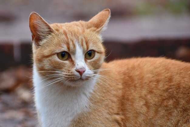 厳格な赤い猫の顔。