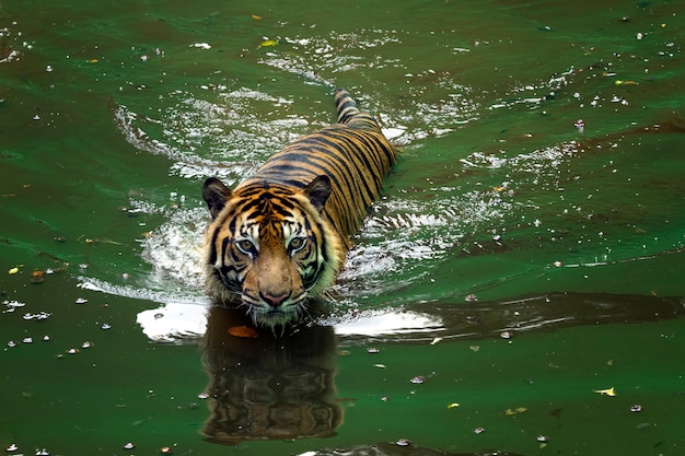 морда суматранского тигра Суматранский тигр играет в воде