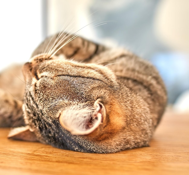 自宅のテーブルに横になって安らかに眠っているぶち猫の顔午後の太陽の下で素敵な長い昼寝をしている愛らしいショートヘアの子猫のクローズアップ彼の夢の中で喉を鳴らしている国内のペット