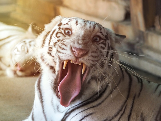 Face of a white bengal tiger