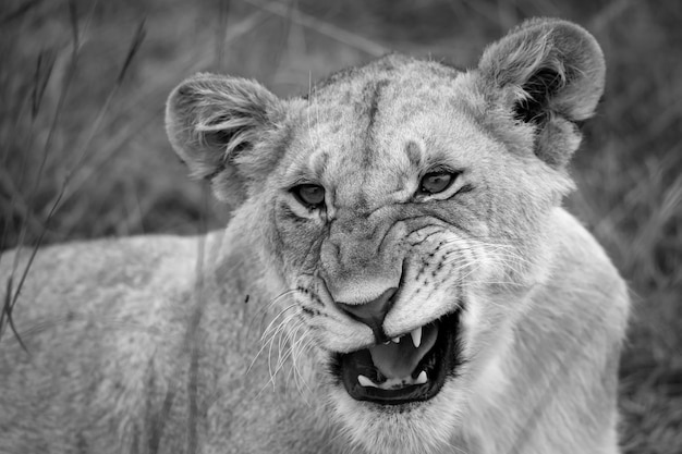 Face of a young lioness in close-up