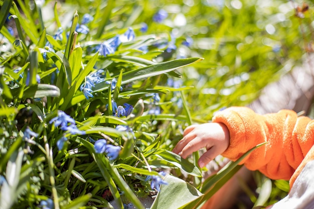 faceless child touching blue snowdrops in spring sunbeams