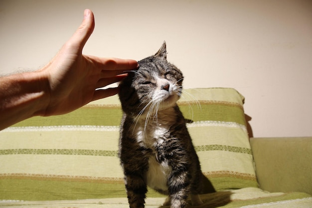 Faceless man stroking cat sitting on bed