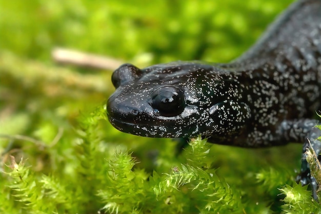 緑の苔に座っている黒い白い斑点のある亜成体イシズチサンショウウオHynobius hiroseiの顔のクローズアップ