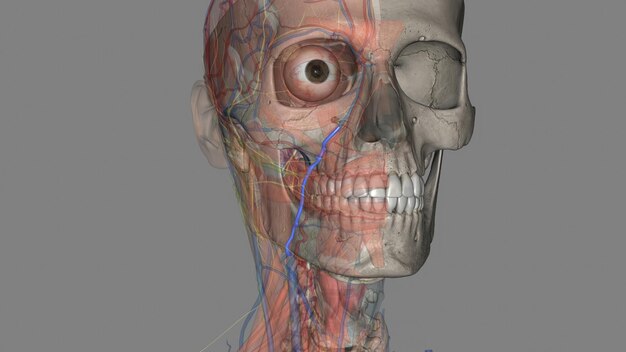 Photo the facial vein also referred to as the anterior facial vein is a paired vessel and the main vein of the face