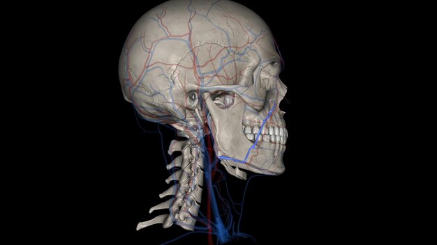 The facial vein also referred to as the anterior facial vein is a paired vessel and the main vein of the face