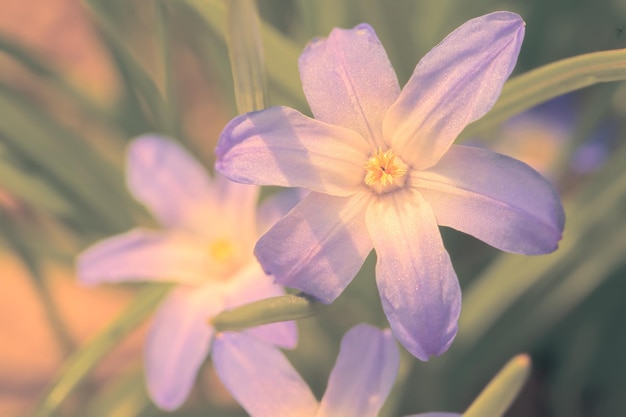 緑の背景に美しい青い花の色あせた明るくない写真