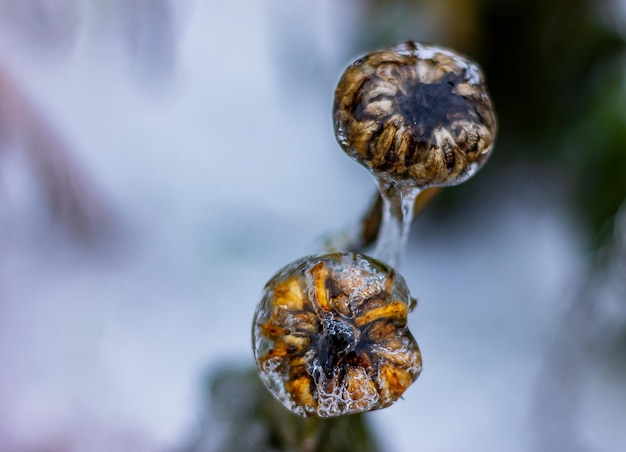 Faded buds of a calendula flower are covered with a layer of ice after a cold winter rain