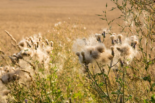 Faded thistle on the background of summer heat