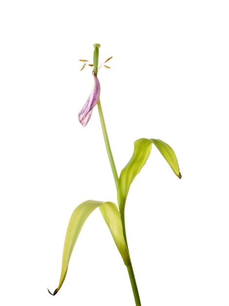 Faded tulip with withered petals isolated