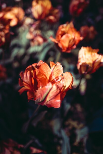 Faded tulips in the evening light in the park.