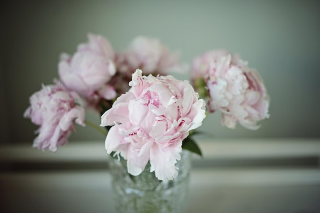 Fading pink fluffy peonies in a glass vase