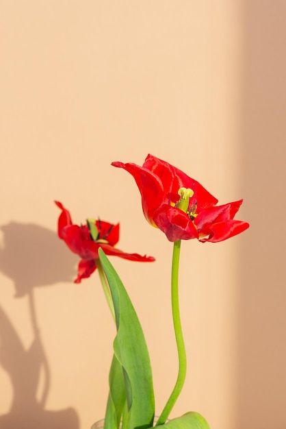 Foto fiori di tulipani rossi sbiaditi su sfondo marrone con luce intensa orientamento verticale