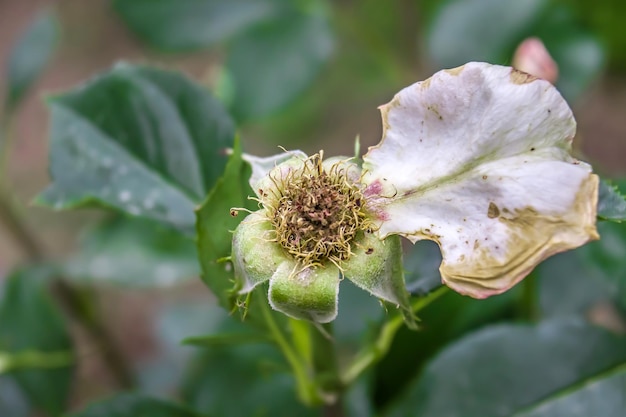 Fading rose in the garden Withering