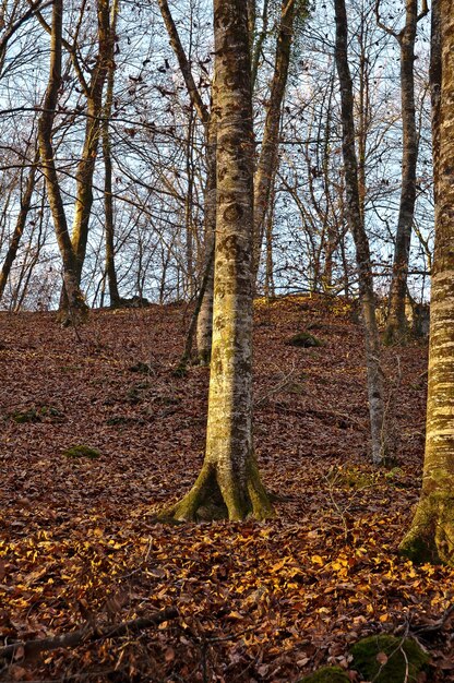 Fageda Jorda