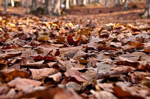 Fageda Jorda