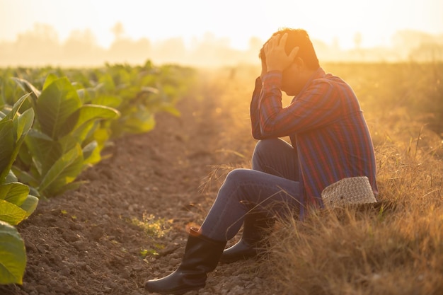 Fail unsuccessful or very tired farmer concept Asian farmer is working in the field of tobacco tree sitting and feeling quite bad sick and headache