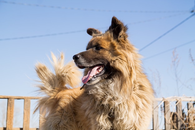 公正な髪の大きな田舎犬は木製のフェンスと肖像画を閉じる