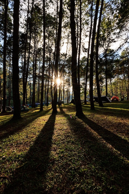 Fair licht van de zon en schaduw van de pijnbomen