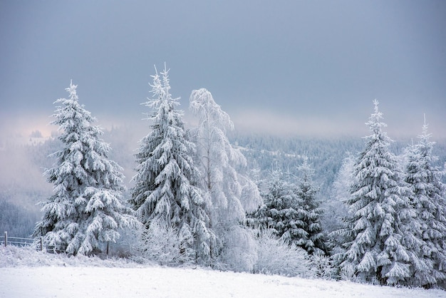 Fairy besneeuwde kerst winterlandschap