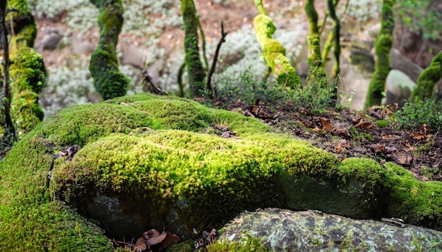 妖精の森苔石自然背景