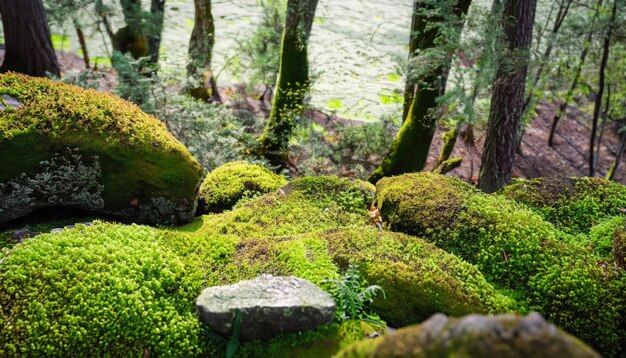 妖精の森苔石自然背景