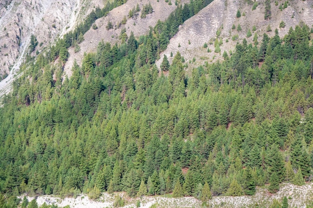 Fairy Meadows Nanga Parbat Mooie fijne bomen boslandschap