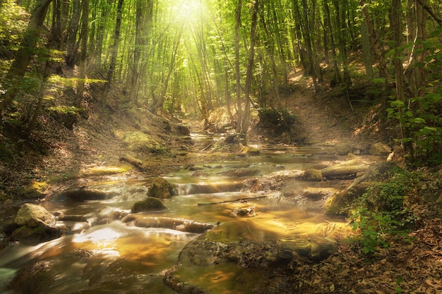 Fairy mountain forest at the river